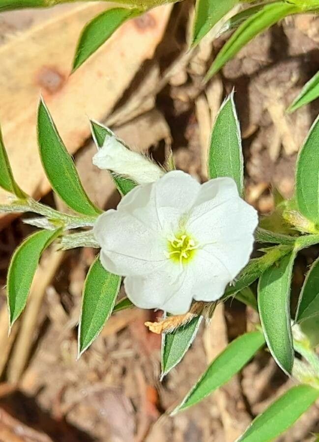 Evolvulus sericeus flower