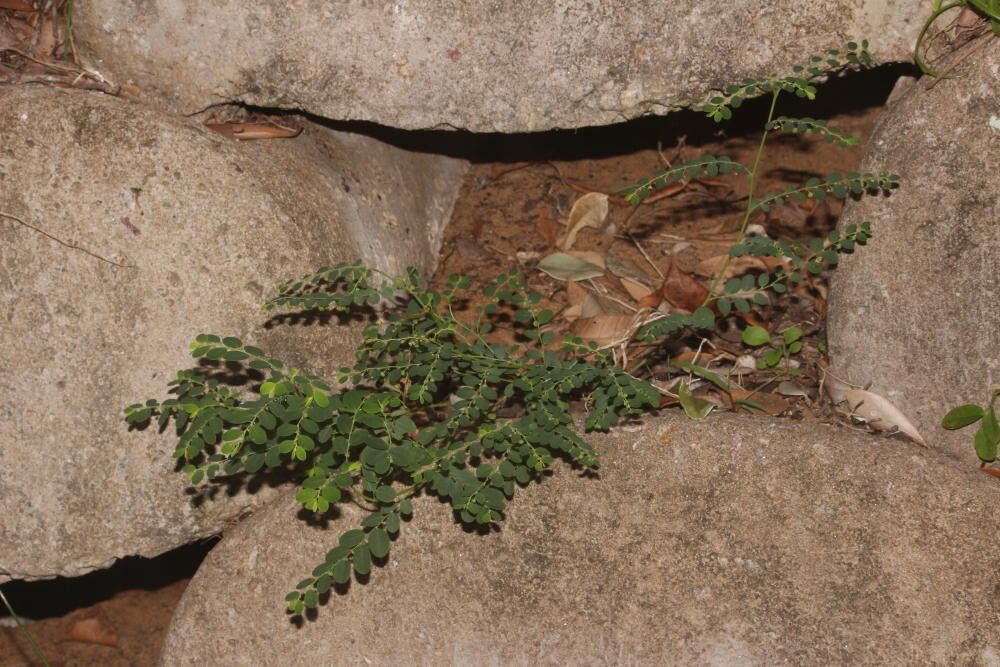 Phyllanthus loandensis habit