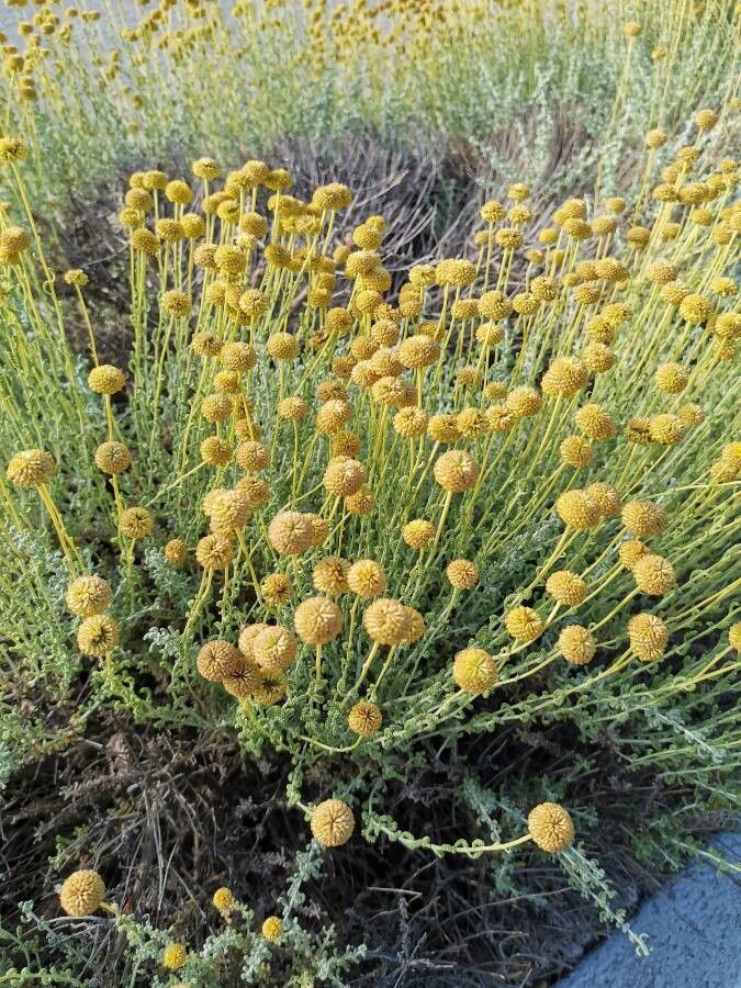 Santolina africana flower