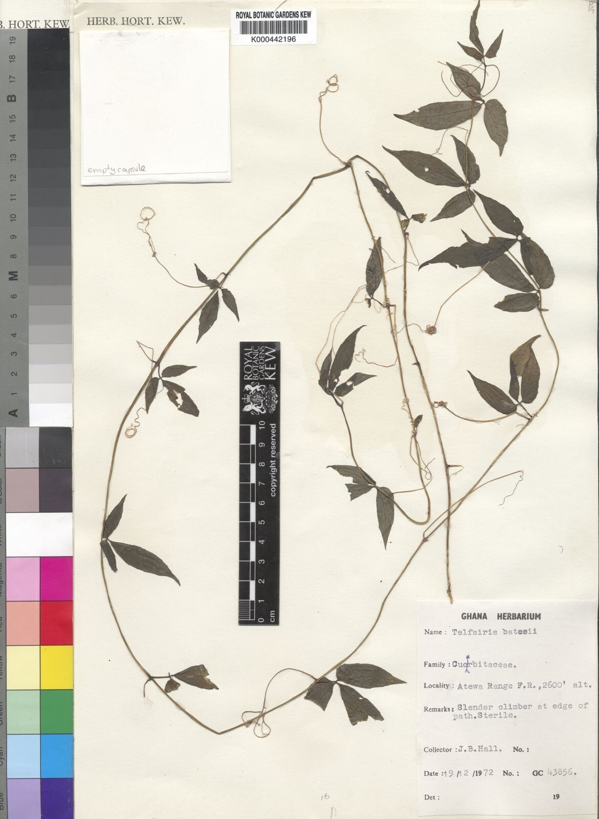 Telfairia batesii — related species from the same genus