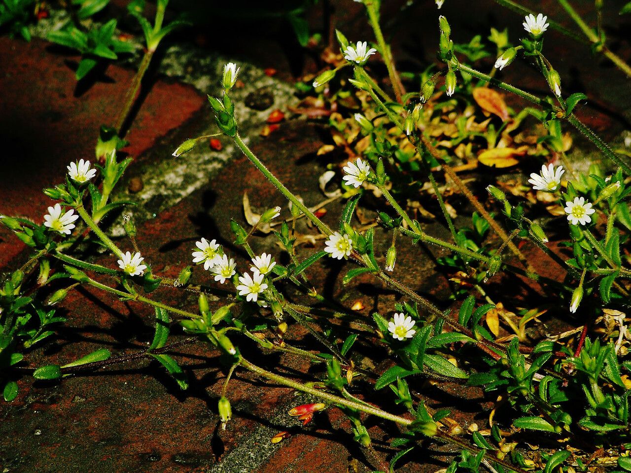 Cerastium dubium flower