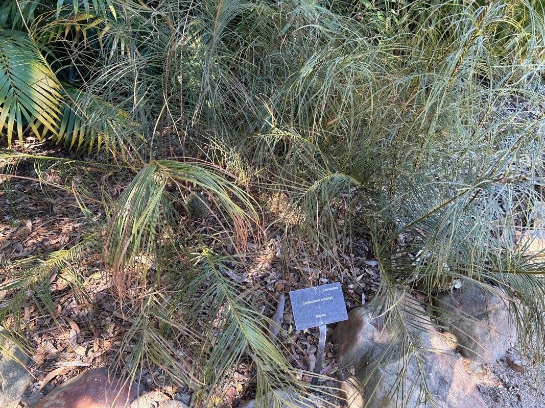 Ceratozamia alvarezii — related species from the same genus