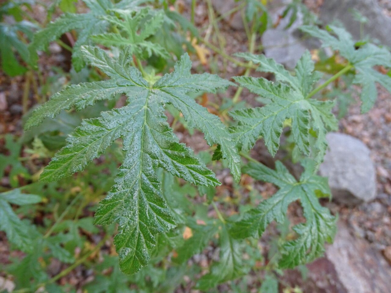 Pelargonium pseudoglutinosum — houseplant care guide