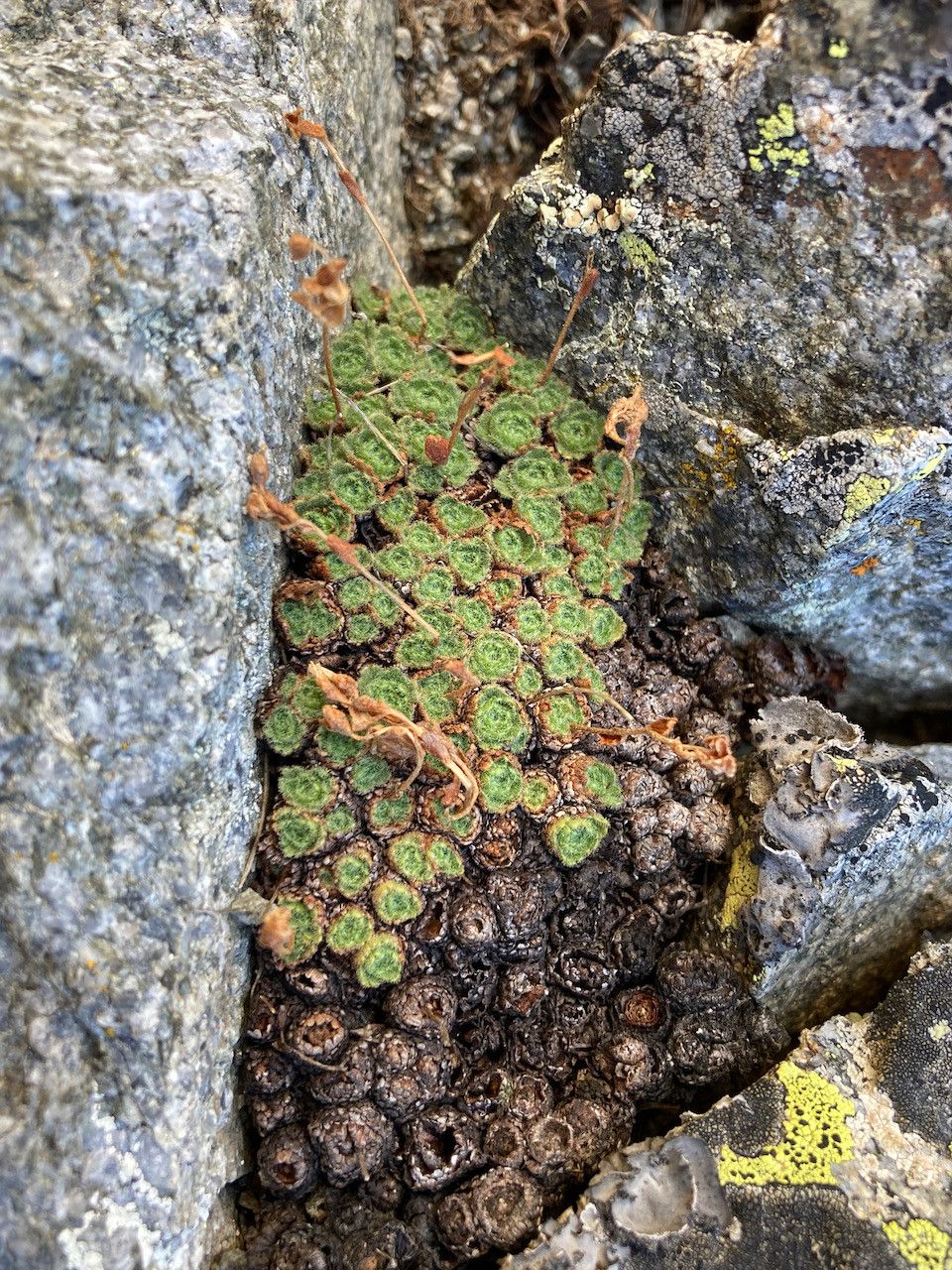 Saxifraga iratiana habit