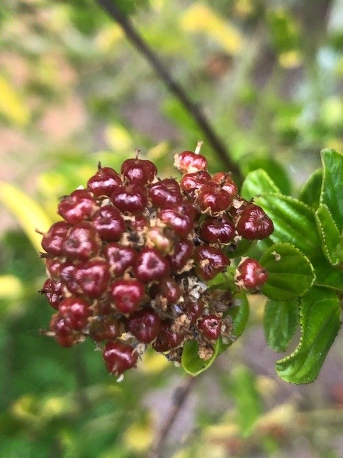 Ceanothus arboreus fruit