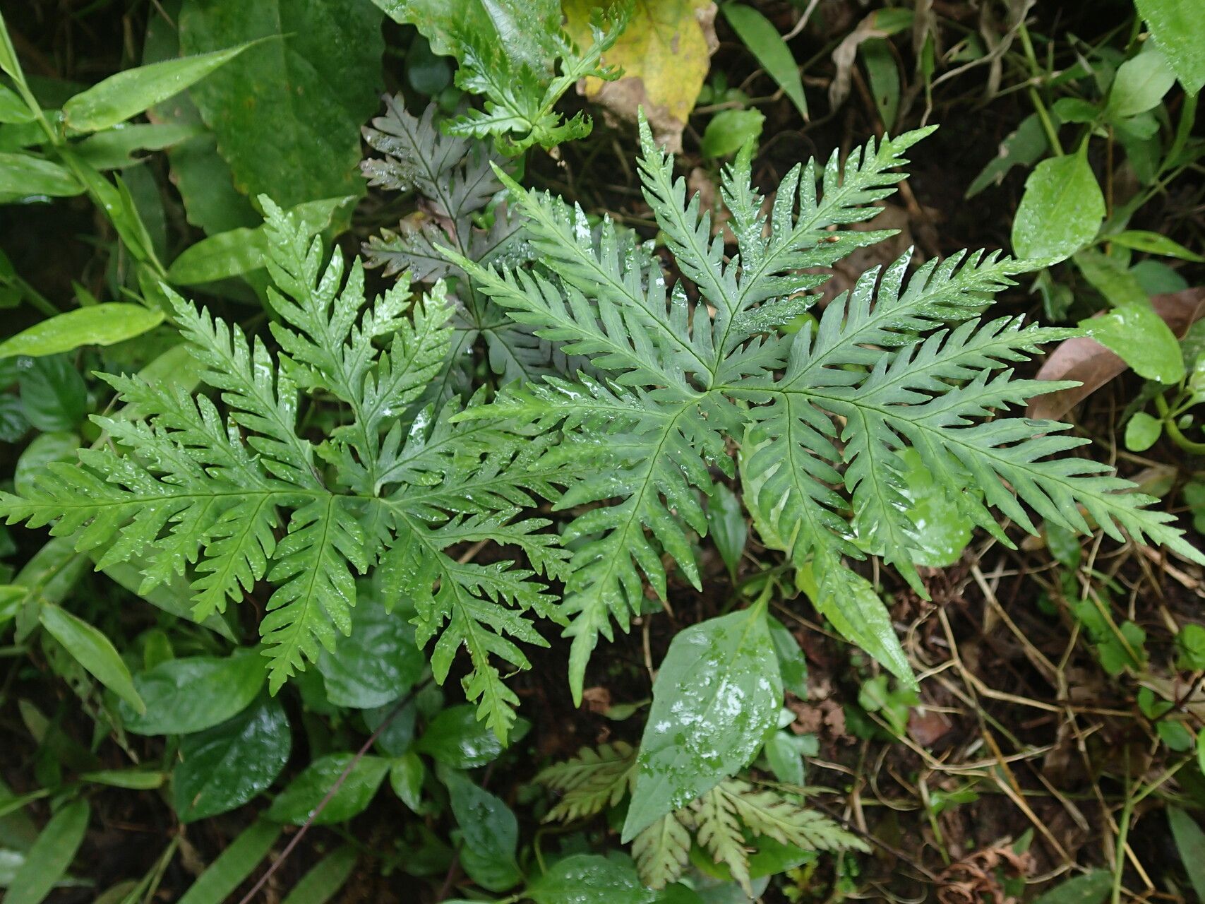 Hemionitis cuspidata leaf