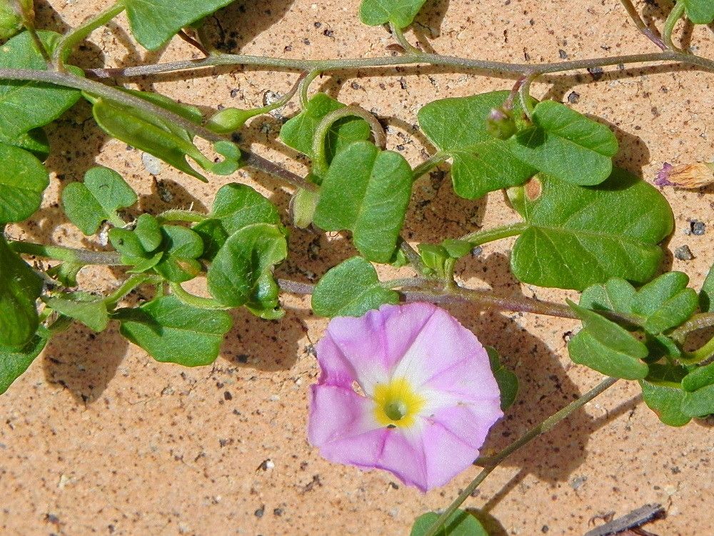 Polymeria pusilla flower