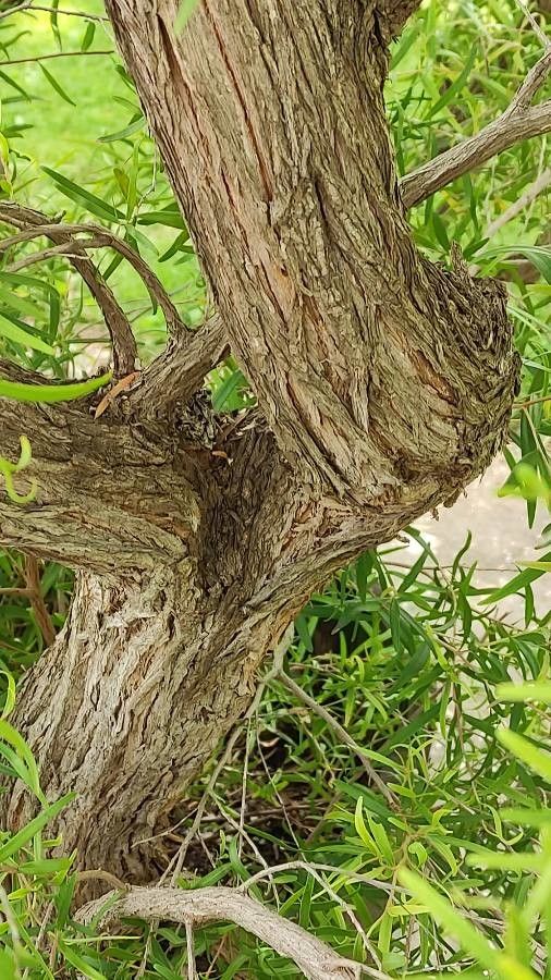 Leptospermum continentale bark