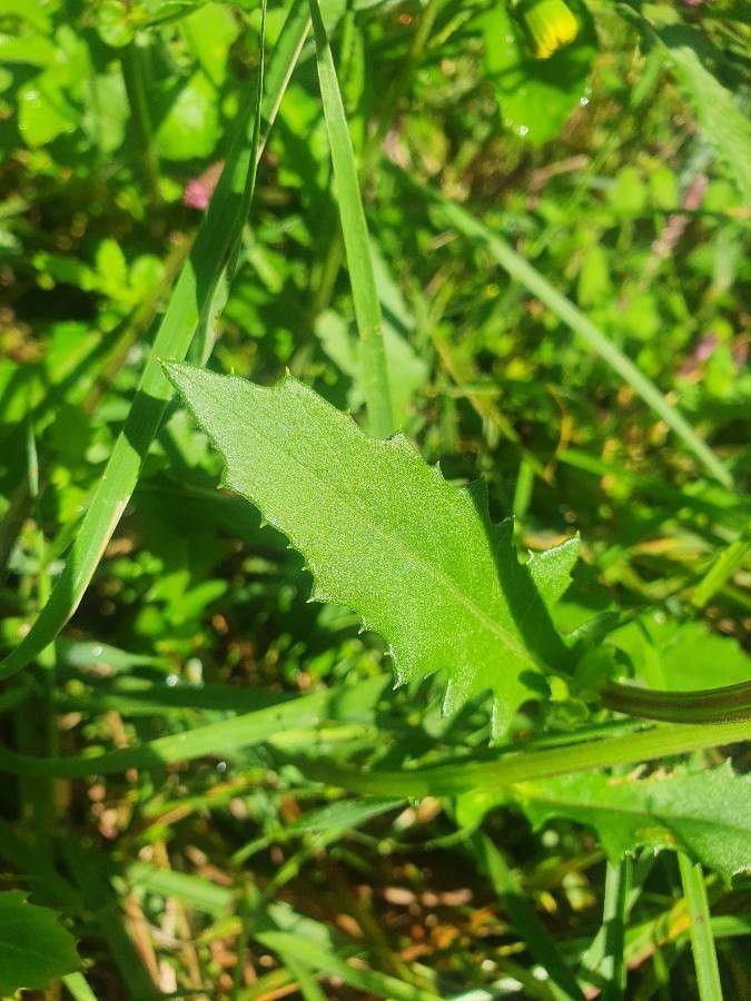 Crassocephalum picridifolium — houseplant care guide