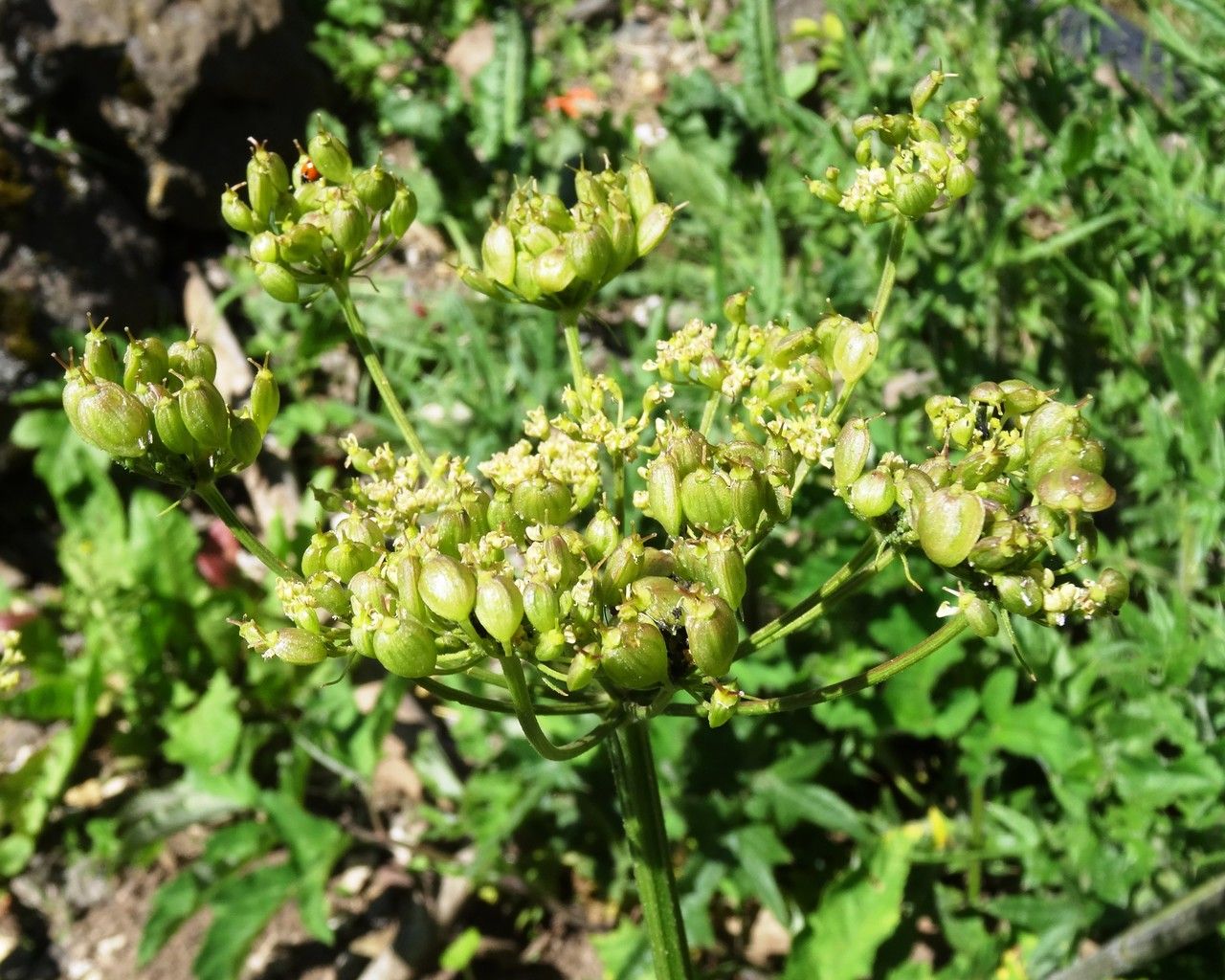Heracleum sibiricum fruit