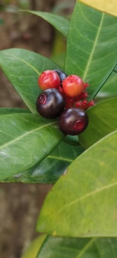 Ixora finlaysoniana fruit
