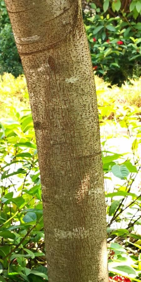 Sindora tonkinensis bark