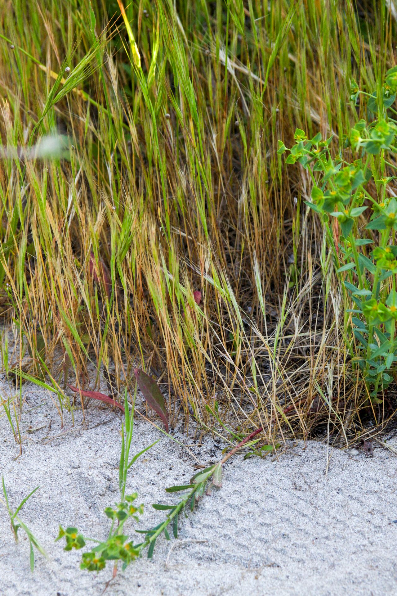 Festuca fasciculata flower