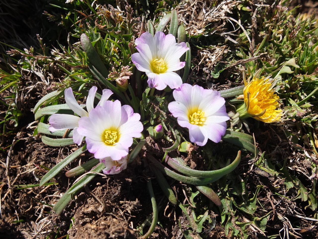 Calandrinia affinis habit