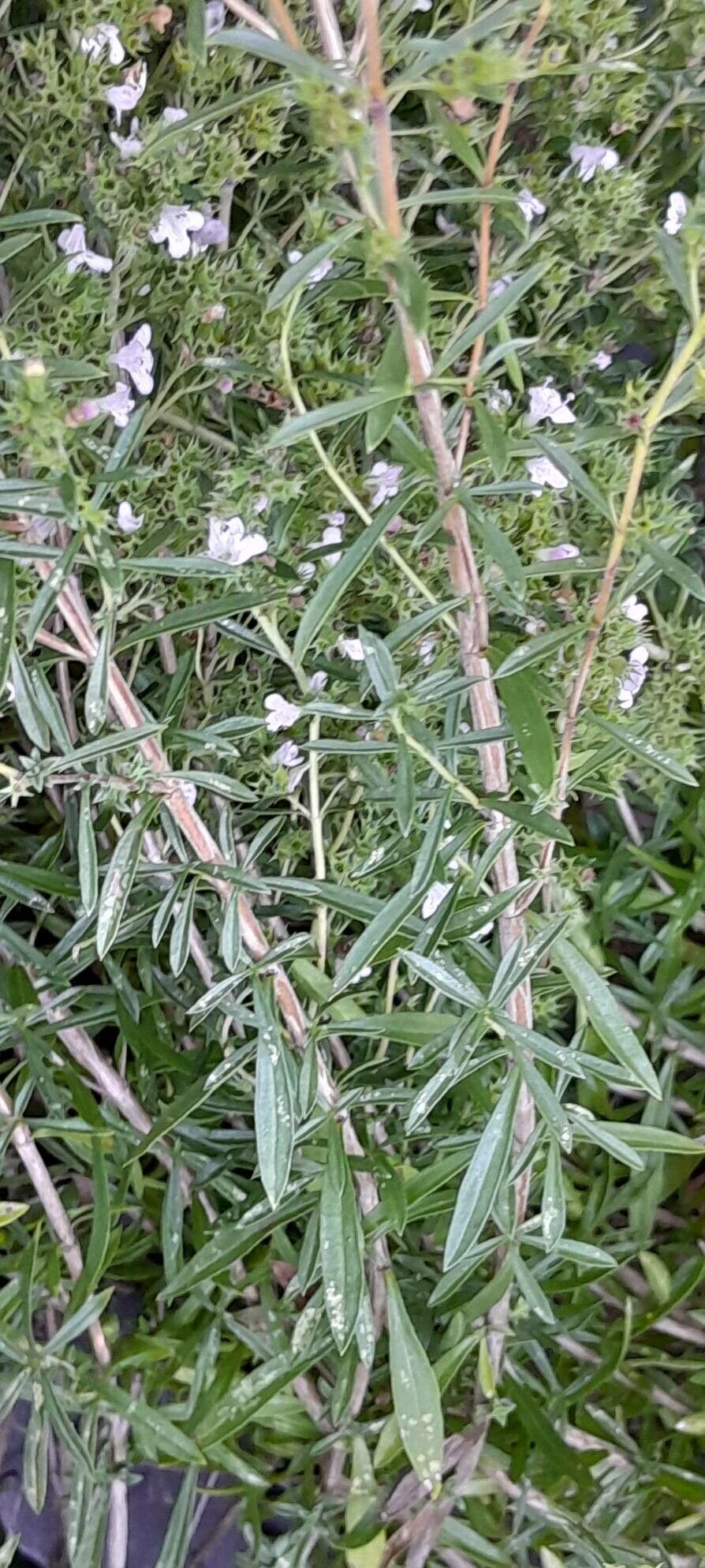 Satureja subspicata leaf