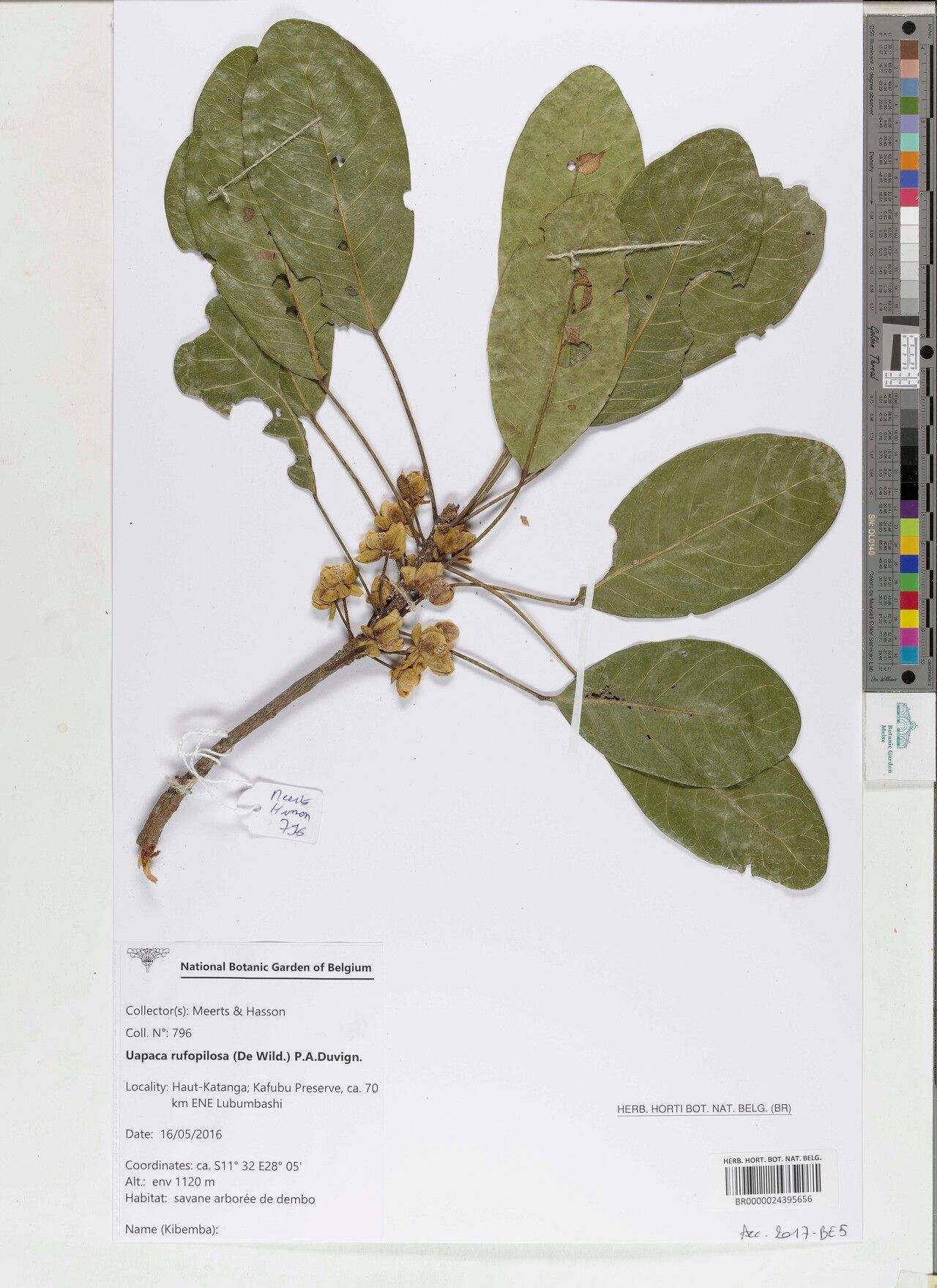 Uapaca rufopilosa — houseplant care guide