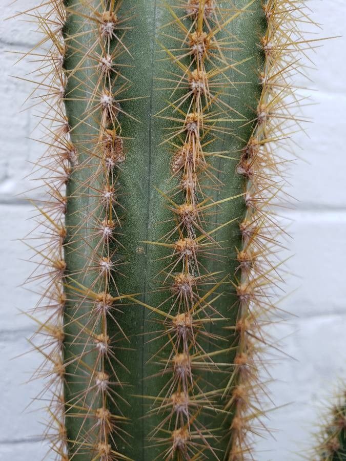 Pilosocereus pachycladus leaf