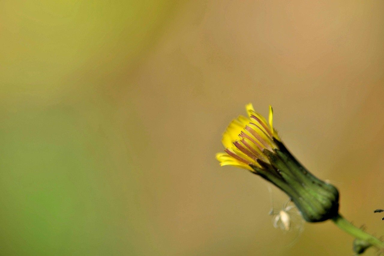 Hieracium rhomboidale flower