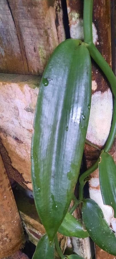 Vanilla planifolia leaf