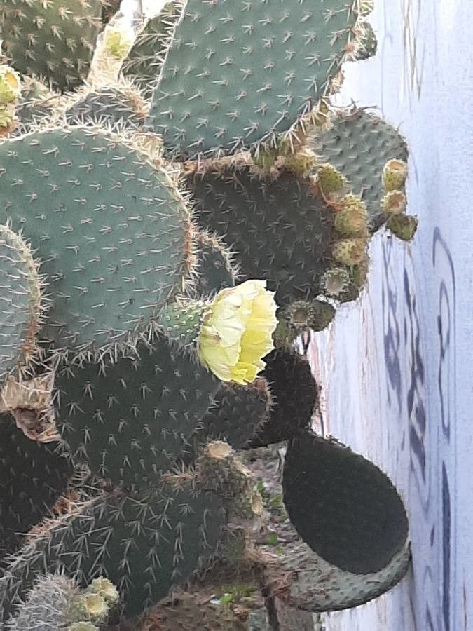 Opuntia leucotricha flower