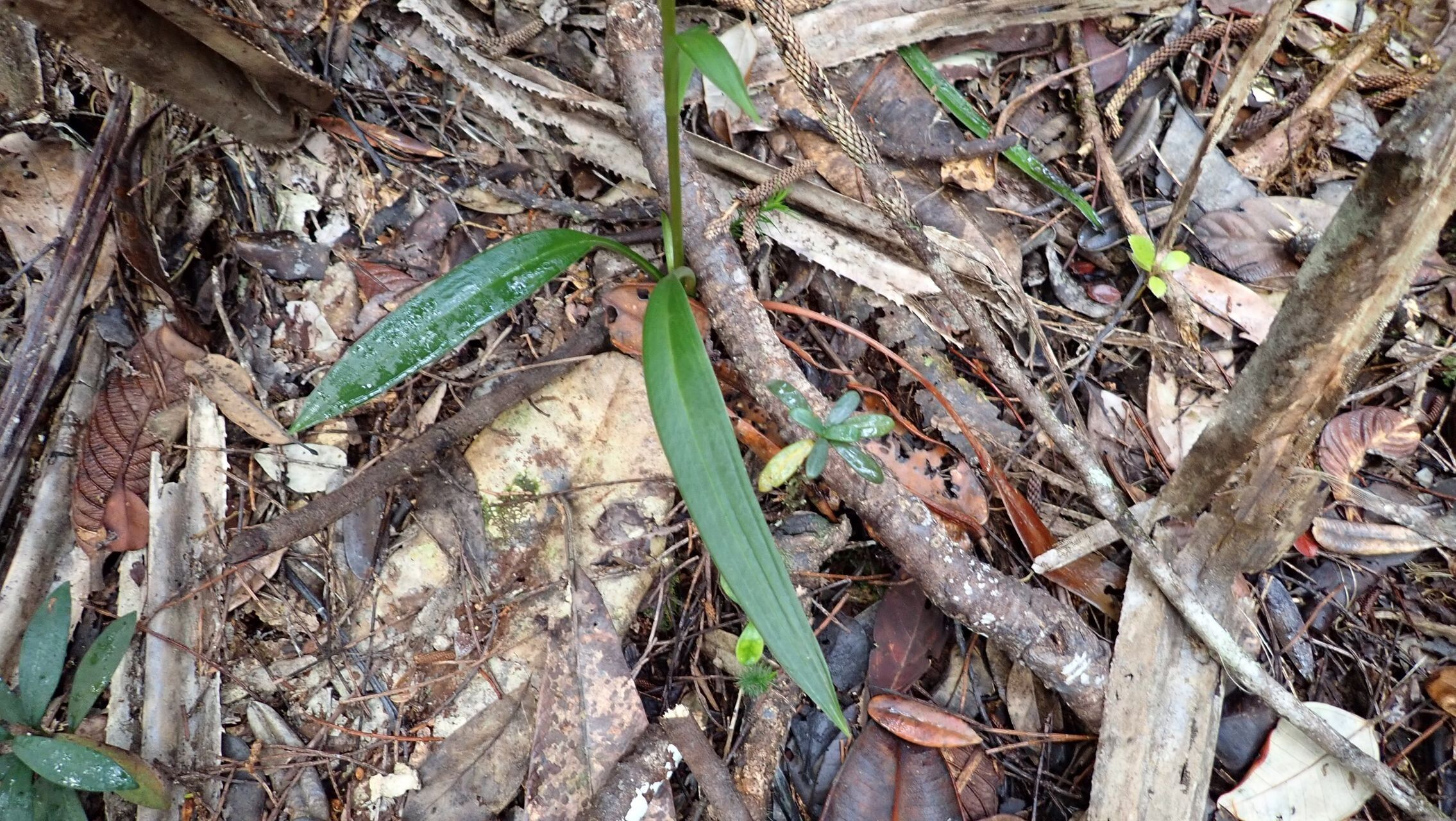 Achlydosa glandulosa habit