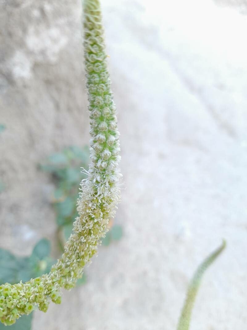 Reseda aucheri flower