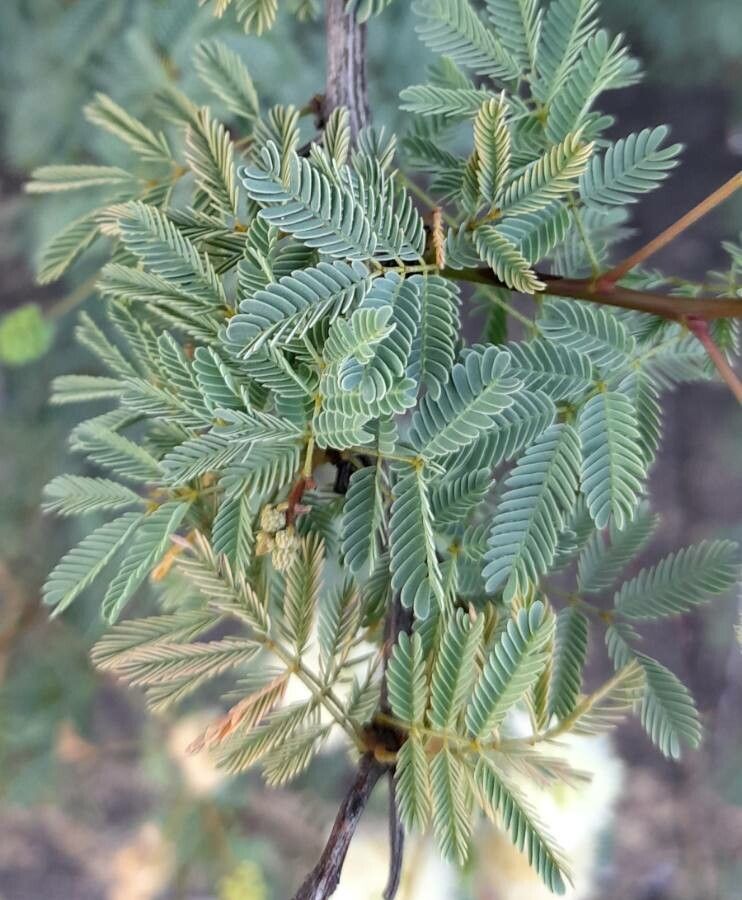 Senegalia praecox — houseplant care guide