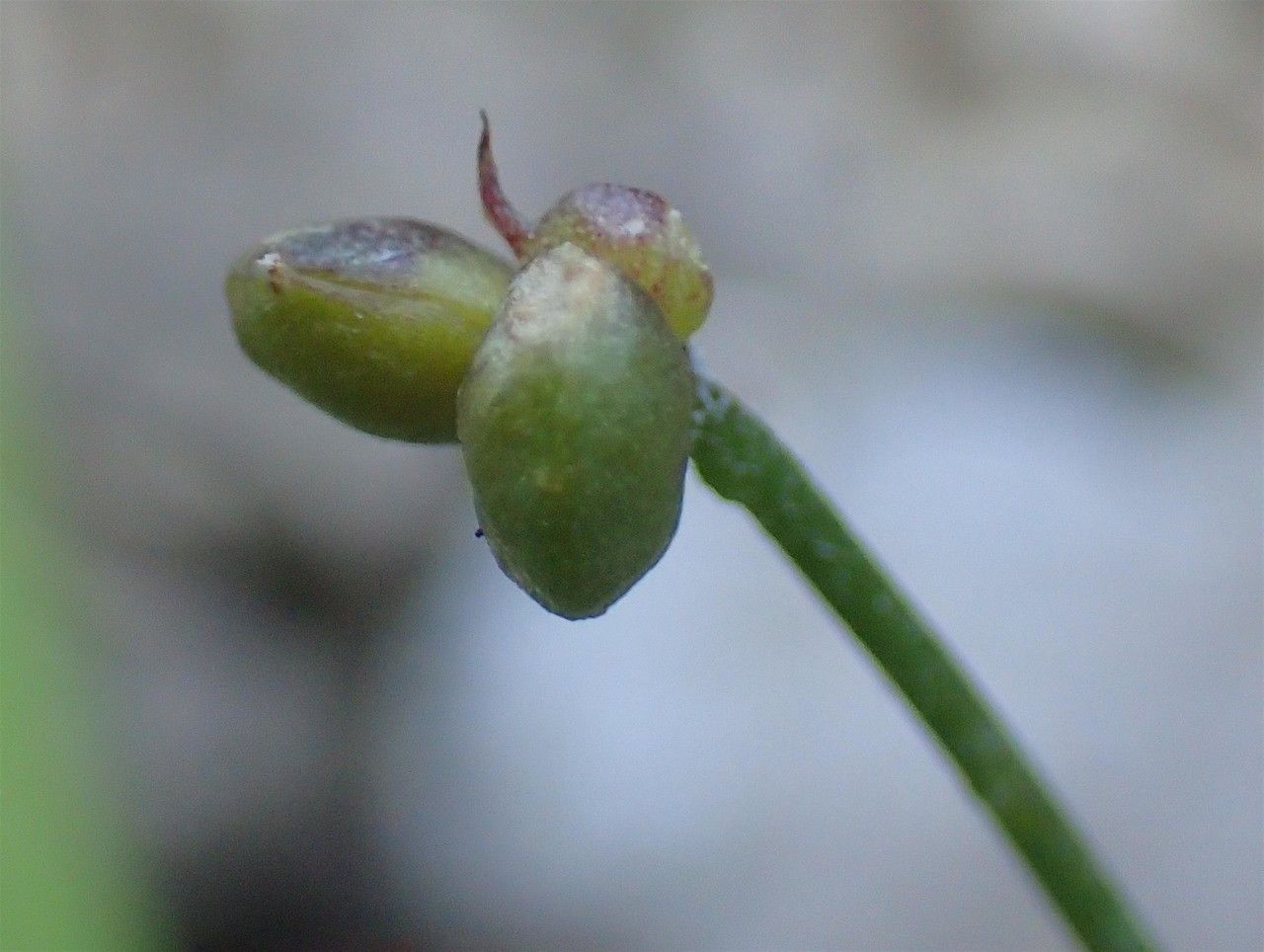 Ranunculus seguieri fruit