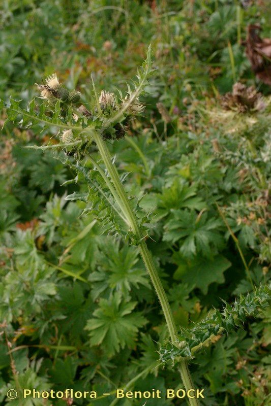 Cirsium x variegatum other