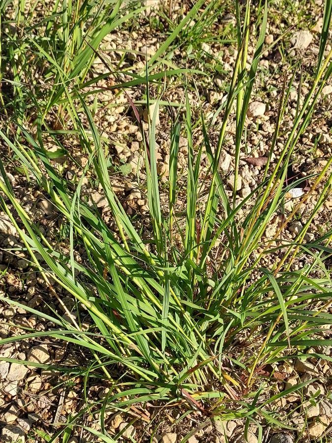 Andropogon distachyos — search result for 'Andropogon'