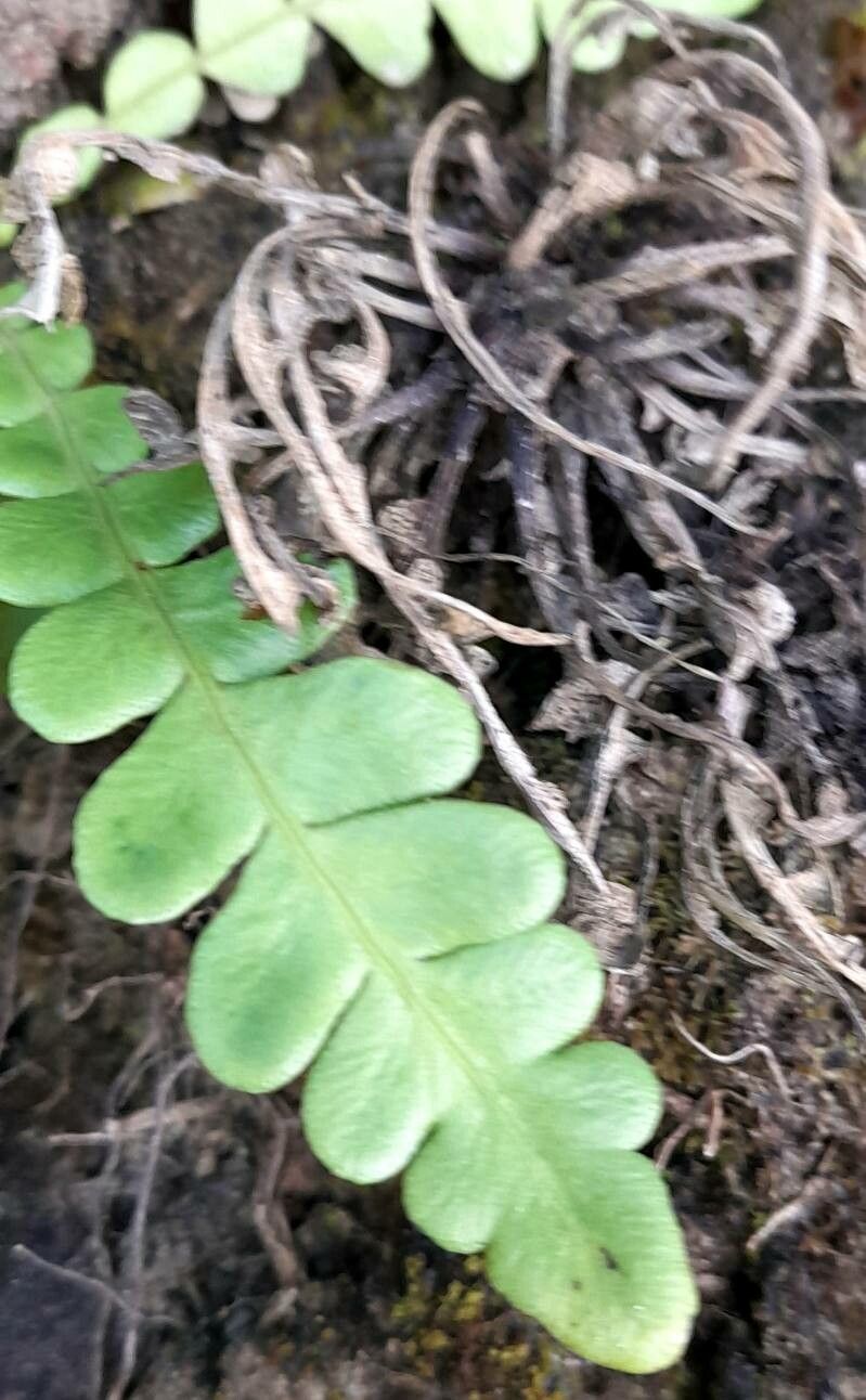 Blechnum blechnoides — houseplant care guide