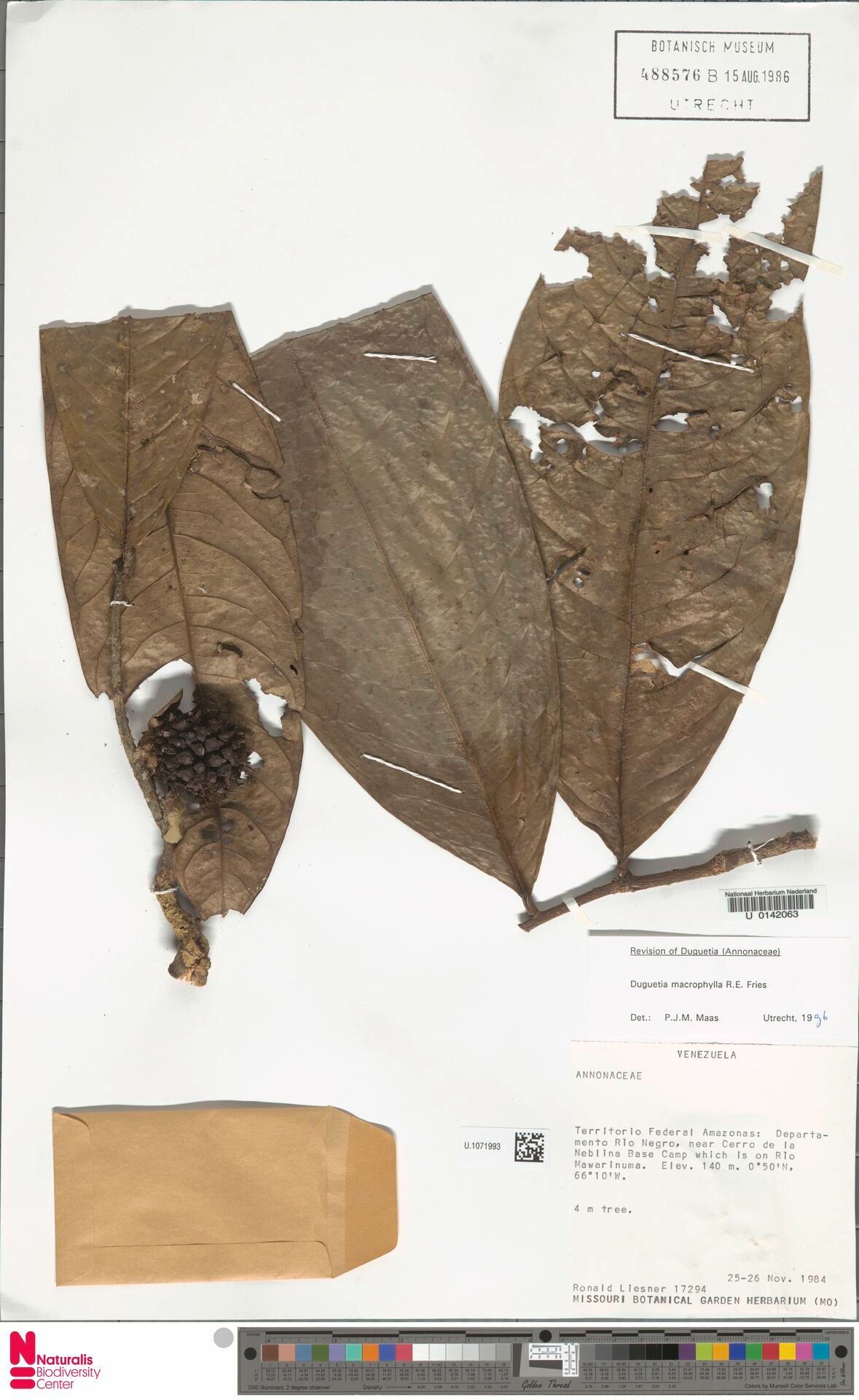 Duguetia macrophylla fruit