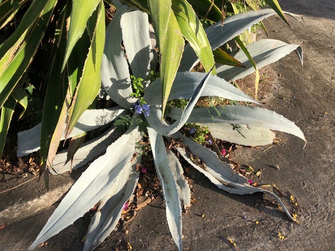 Agave beauleriana — houseplant care guide