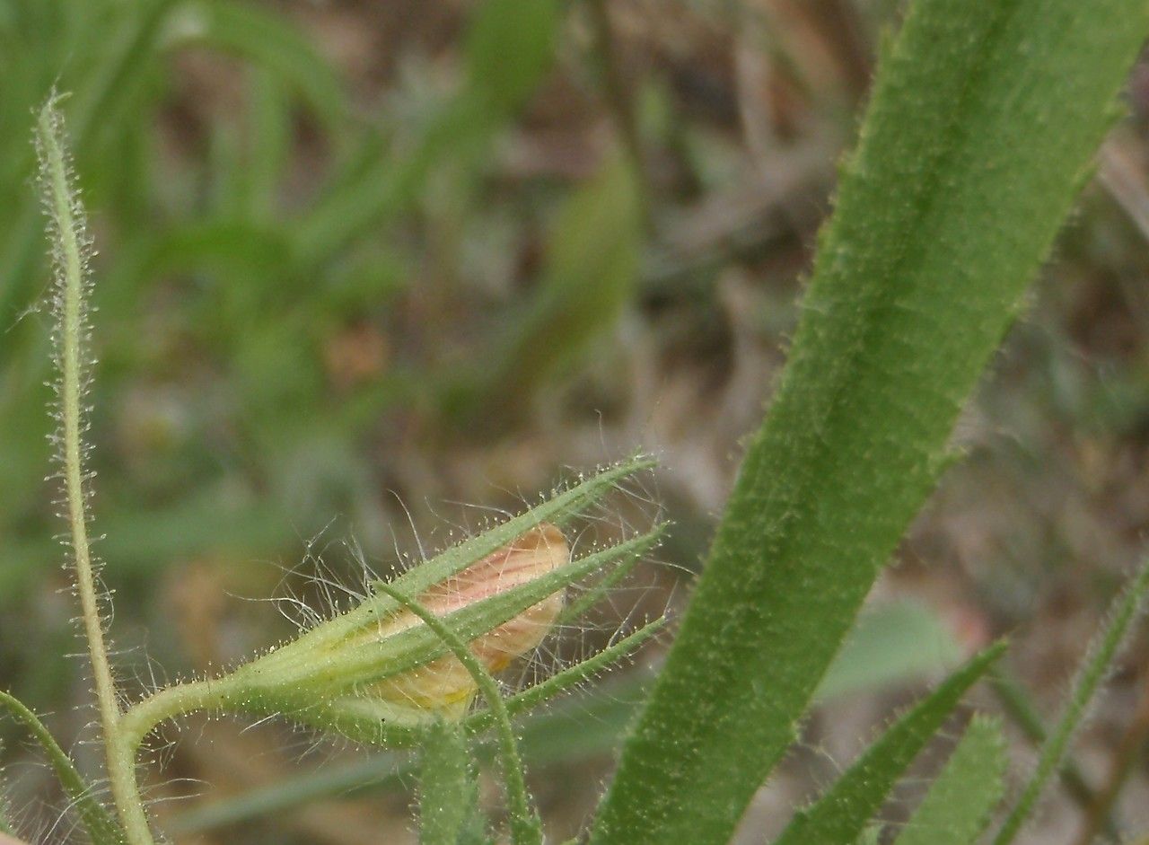 Ononis breviflora flower