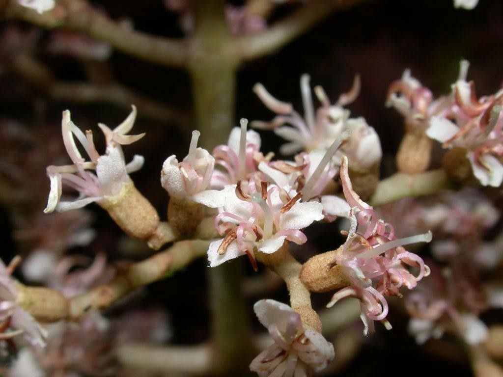 Miconia appendiculata flower