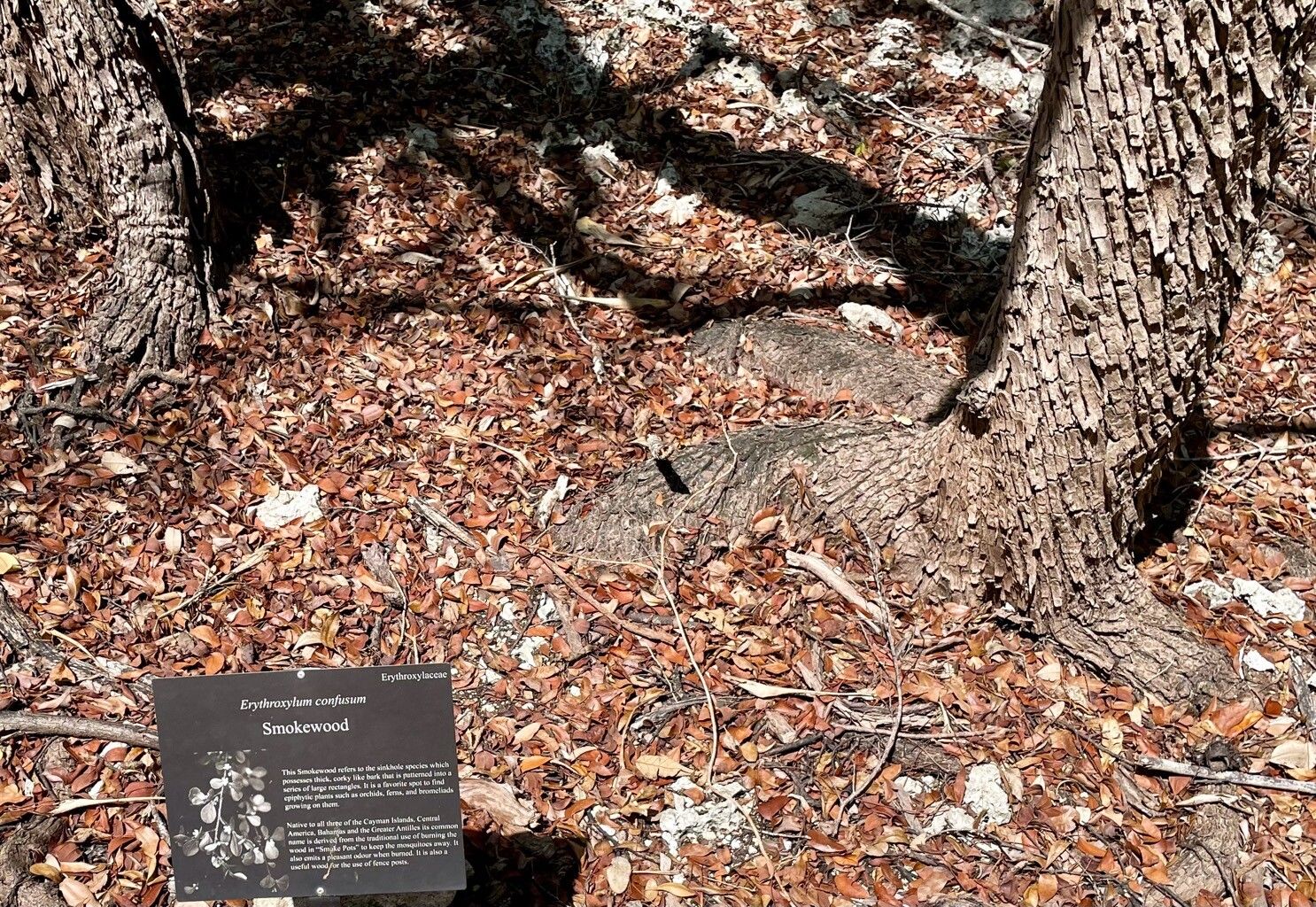 Erythroxylum confusum bark