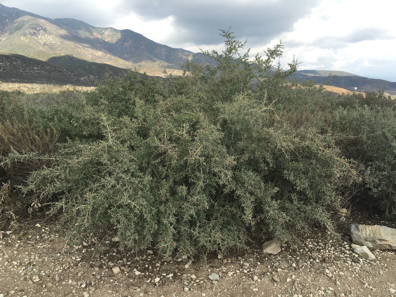 Ceanothus leucodermis habit
