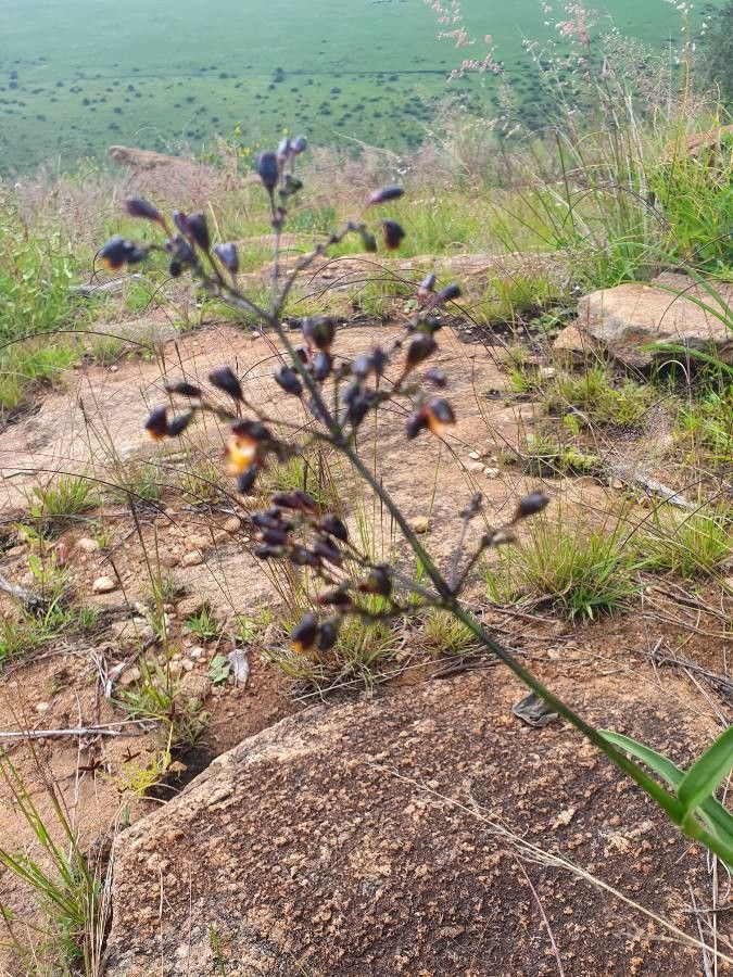 Aneilema johnstonii fruit