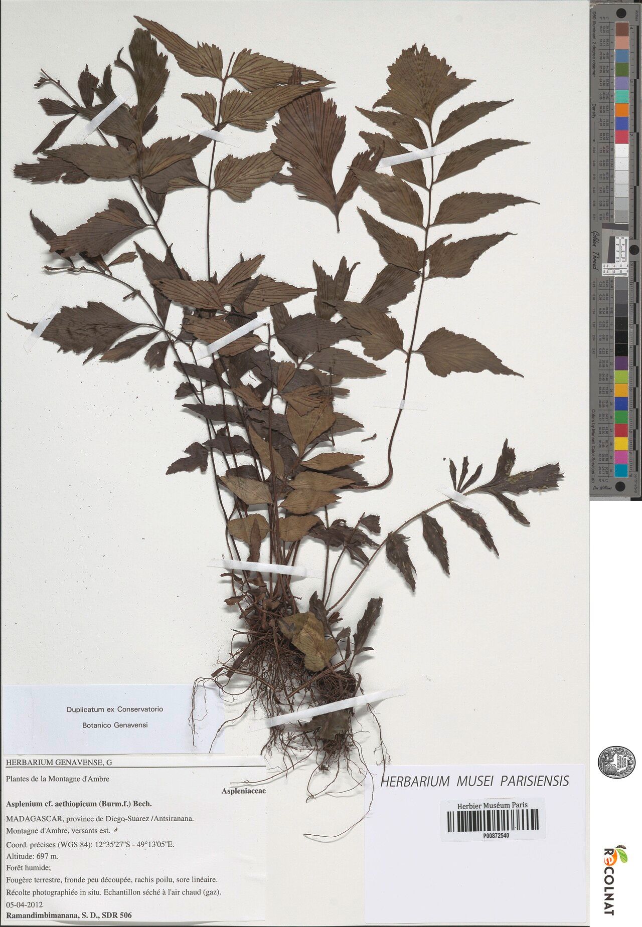 Asplenium darainaense — houseplant care guide