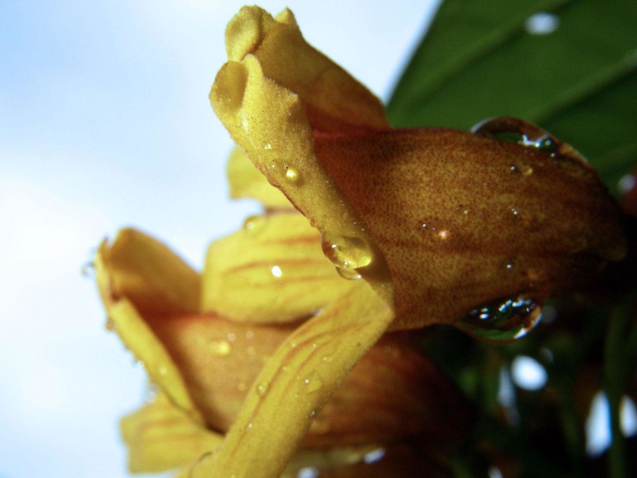 Bignonia hyacinthina fruit