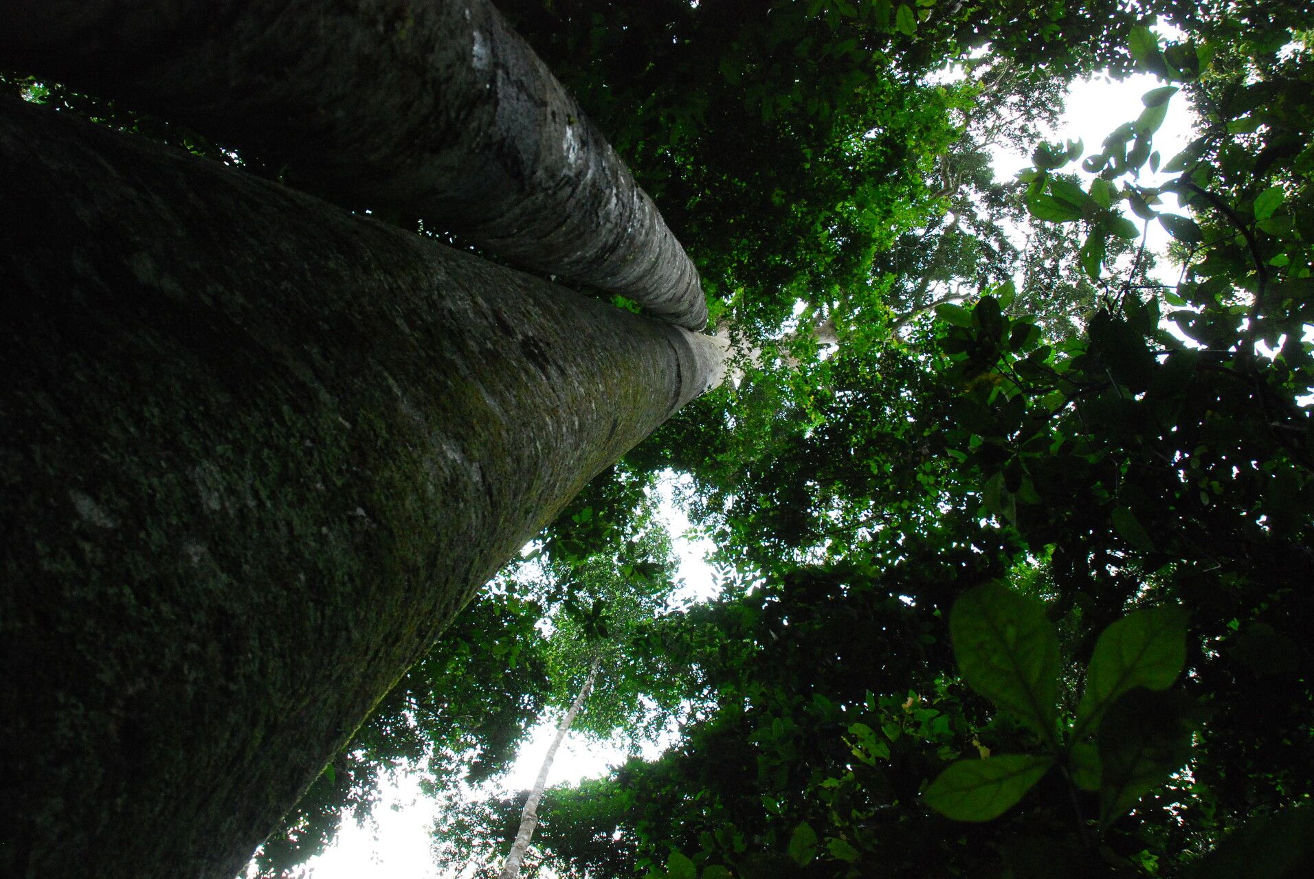 Prioria oxyphylla habit