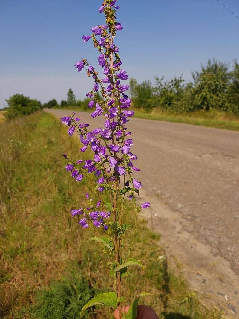 Campanula bononiensis — cold hardy houseplant
