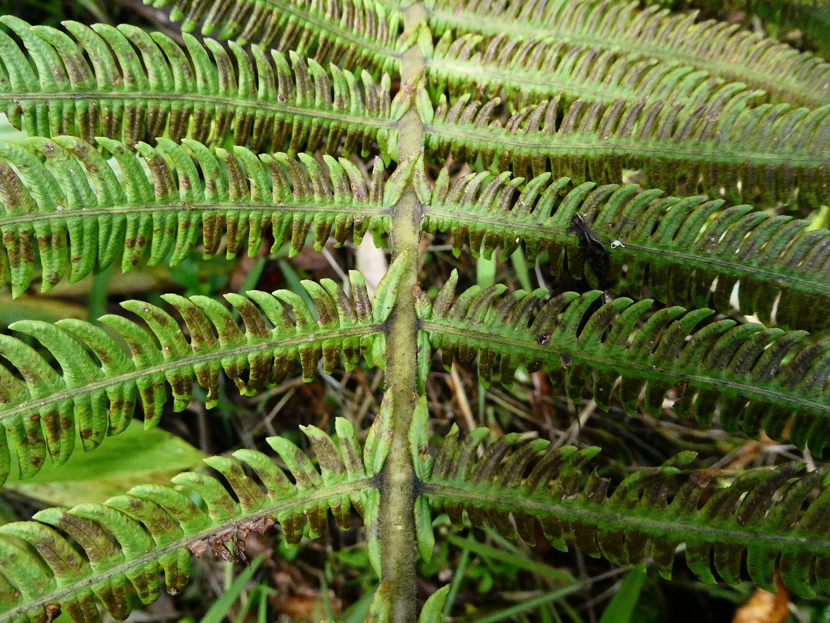 Thelypteris patens leaf