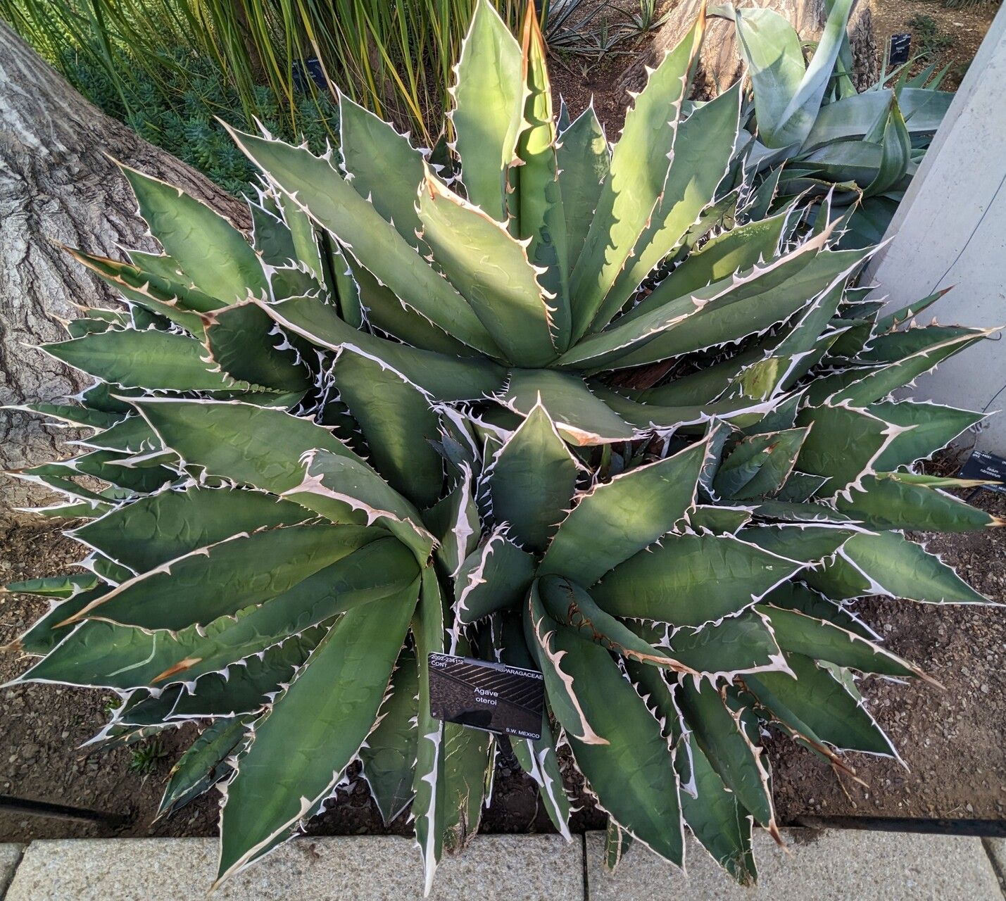 Agave oteroi — houseplant care guide