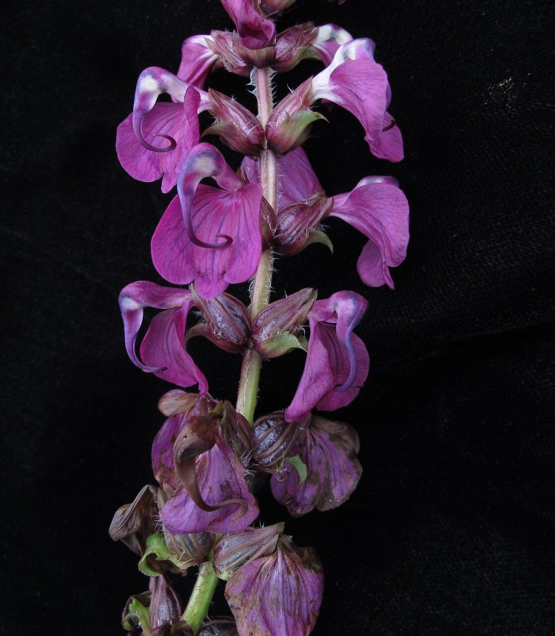 Pedicularis pectinata — houseplant care guide