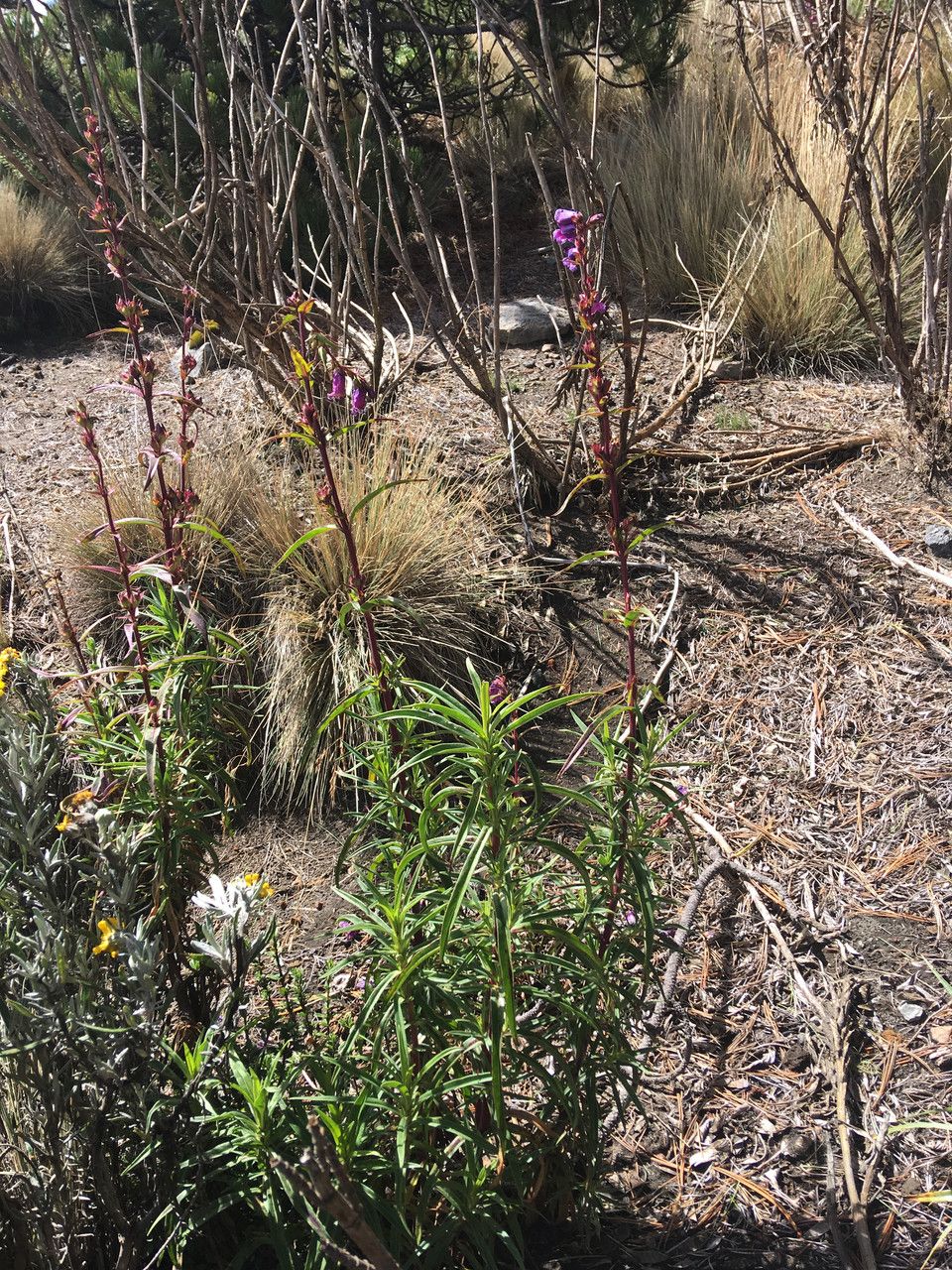 Penstemon gentianoides habit