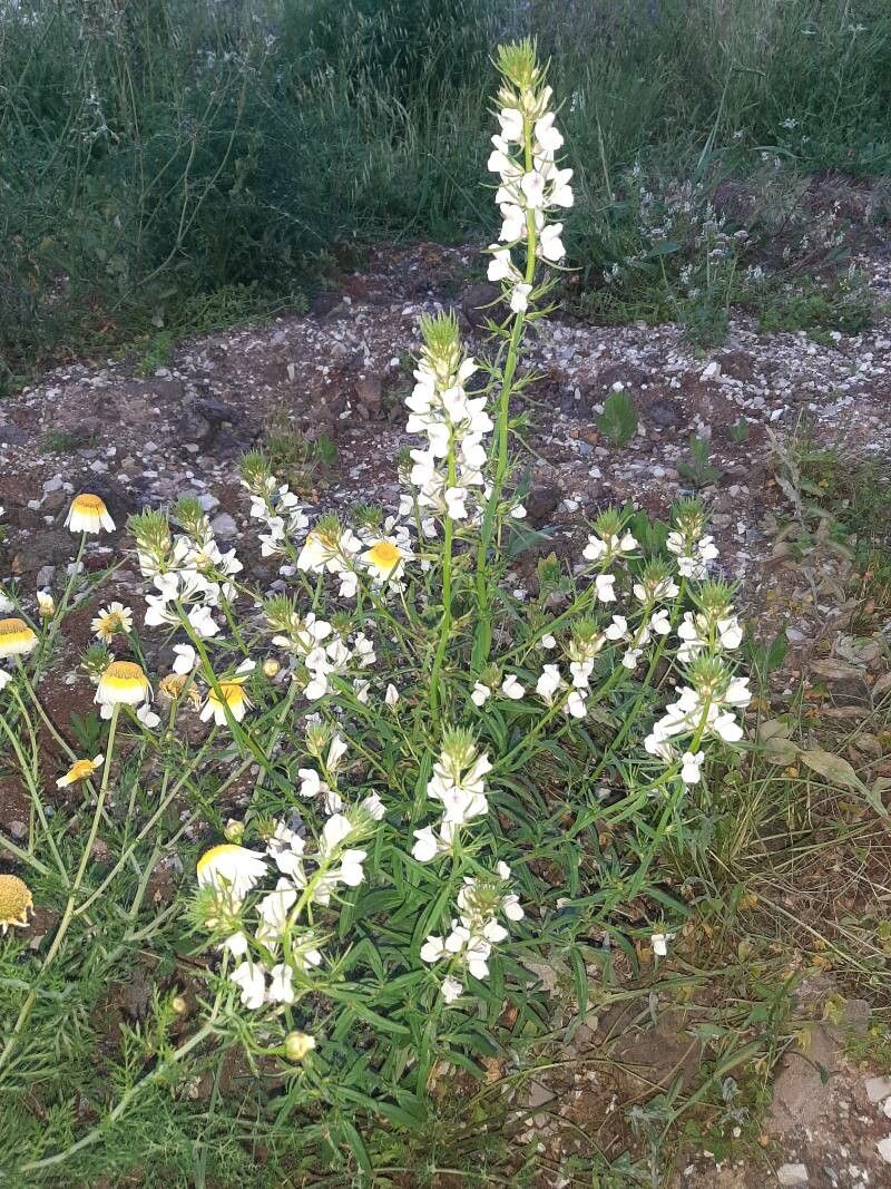 Misopates calycinum habit