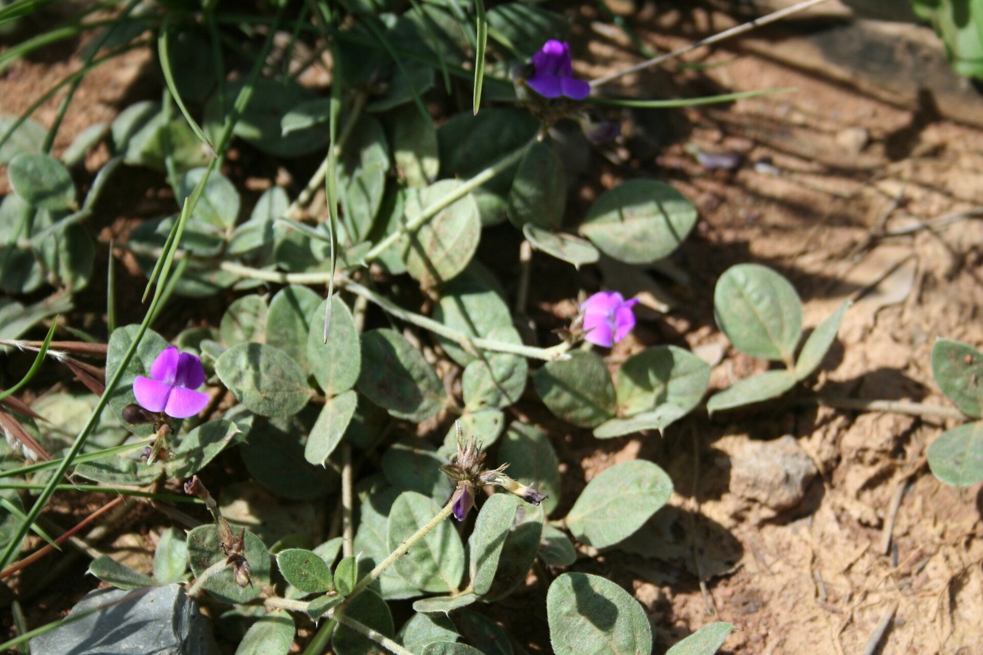 Vigna dolomitica habit