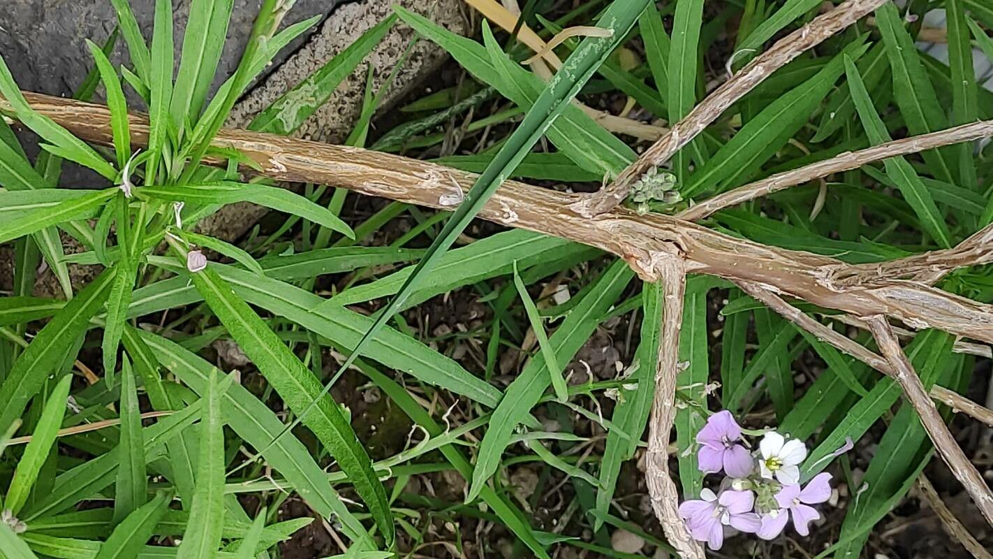 Teucrium bicolor bark