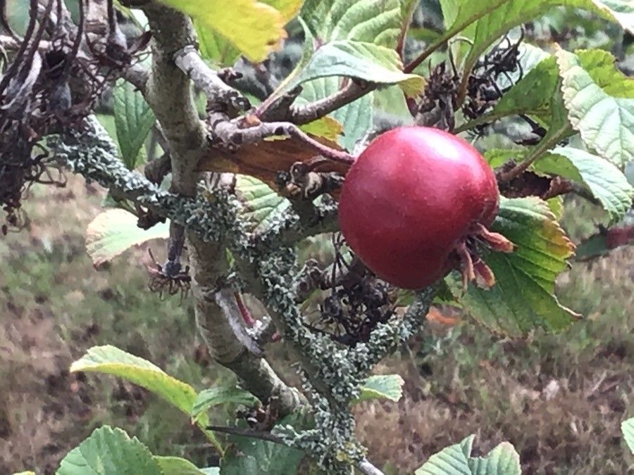 Crataegus punctata fruit